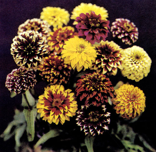 ����� (Zinnia angustifolia) ��������� ����� �� ��, ��� � ��� ���������� ������ ��������: ��� ���������� � ������ ����, ��������� ������ �� ����� ������ ����������. ����� (Zinnia angustifolia 'Persian Carpet') � ������� �������� ����, ������� ������ �� ��������� �������� � ����������� ������. � ������ �������� ������� ��������� ������