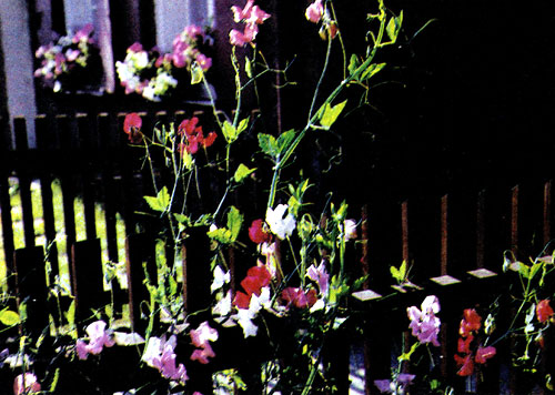 ��� ��������� ���������, ������ � �. �. ����� ���������� �������� ������� (Lathyrus odoratus 'Spencer'), �������, �����������, � ���� �� ������� ������� ������������ ���������� ����� ��������. �������� ������� ������ �� �����, ������� ������������ ����������, ��������� � �������� ������ � ������ �����. ����� ����������� ������������� ������ ��� ������