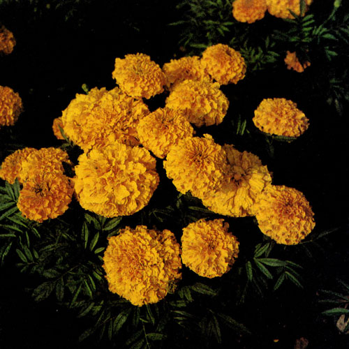 �������� (Tagetes) � �������� ������������� ���������� ��������. ��� ����� ��������� ����� � ��������� ������. ������ ����� ����� ���������� � ��������, �������� � �. �., ������� ����� � � �������. ����� ����� ��������� �������� � ��� �������. ������� �� ���������� ��� ������, ��������� �������� �� ����� � ���� �� 8�15 ����