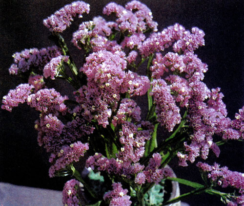 ���������� (Limonium sinuatum) ���������� ������� ������� ��� ����� �������. ��������� ����� � ������ ������������ �������� ��������� � ��������� ����� � ������ ��� ����� � ������ �������������� ���������