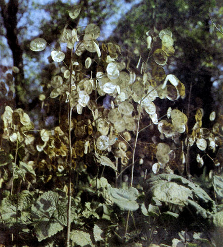  ����� ������� �������� Lunaria annua � ����� ����, ��� ���������. ����� � ������� ������� ����������� �����, ������� ���������� ��, ��������� ������, ��� ��� �����������, � ����� � ������. ��� �������� ����������� ��� ���������� ��� ��������� (� ���������� ������ ������). Lunaria � ���������������� ���, ����� ����� � � ��������