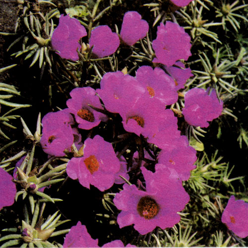 �������� ��������������� (Portulaca grandiflora) � ���������� ���������� �������� ������� 10�15 ��. ��� ����� ���������� � ������� � ��������� ������� �� �������, � �����������, �� �������, � ������ � �������. �������� ���������� � ����� ��� �� ������ � ������ �������� �����. �������� �� ����� ����, ������� ����, ����� ��������� ��������� ������