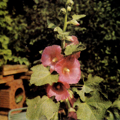 ������� ����� (Alcea rosea) ��������� ������ 250 ��, ������ ������ �������� ������� �� �����, ���������� ����������� ������� � ����� � �� ����� �������������. �� ������� �������� �������, ������ � ������ �����. ������������� ��� ��������� ������������, ����� ���� � �. �.