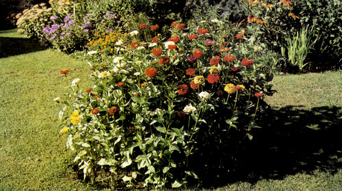  ����� ������� (Zinnia elegans) ��������� ����� �������� � ��������������� ������� � ����������� ��� ������, ��� �������� �� ����� ������. ����� �� ������� ��������� ����� ������� � ����, ��� �� ������ �������� ���� ��������. � ���� ������� �������������� �����, ������� ����������� 6�10 ����