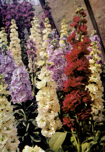 ����� ������ (Matthiola incana) ���������� ���� � ���� ������� ������ � ���������, ���� � ���� ������, ���������� ������ � � ��������� ������� � ������ ��������. ���� ����� ����� ������ ���������� ��� ���������� ������� � ����� 