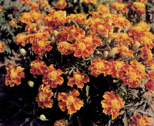  �������� (Tagetes patula 'Ruffled Red') ��������� � ������ �� 25�35 ��. � ������ �������� �������� ��������� ������ 