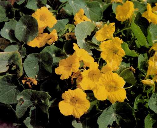 ������ ��������� ����� ������� ��������� (Tropaeolum majus) ��������� ����� 2 �. ��� ������ ������ � ���������, ������ �� �������� �������, ������, ��������, �������, �������. ��������� ����� ����������� � ���� 10 ����