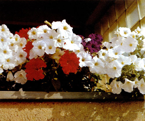 ������� ��������� (Petunia&times;hybrids) � ������ ���������������� �������� ����������� ��������; ������������ ��� ���������� �������� � ������������� ��� ���������� ����, ��������, ������ � ������. ���������� ��������� �������� ����� �������. ����� ����, �������� �� ������ ����, ������������ �������� ������ � ���������� 