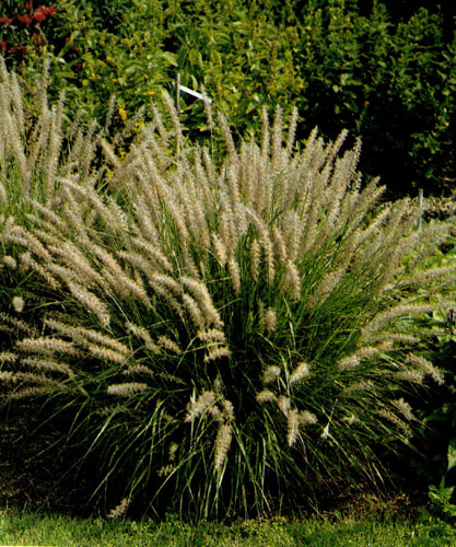 ���������� (Pennisetum villosum) ����� ������, ����� � ���� ��������� ��������� �������. ��� ����� ��������� � ��������� �������� � � �������� ��������, ����������� ��������� ��������. ���������� ������ ����������� �� ����������� ������ ����� � ��������� ������ 