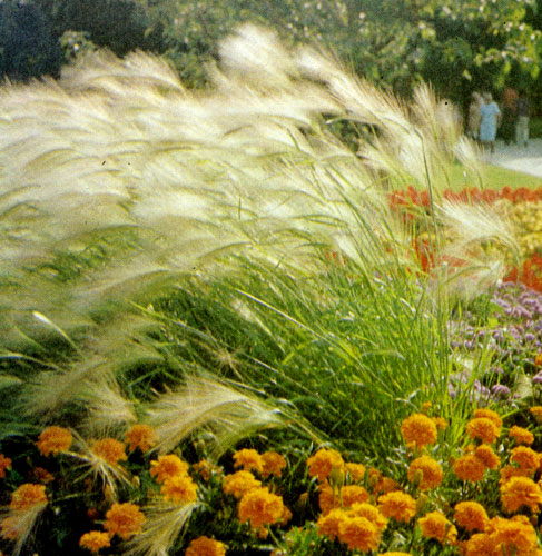 ������ ��������� (Hordeum jubatum) ��������� ����� ������, �������� ����� �� ��������� �� ����� � ��������� ��������. ��� ���������� ����� ��� ������ � ����������� � ������ � ������� ����. ������ ��������� ����� ����� ������ �� ����������� ����� � �� ��������� ������ 