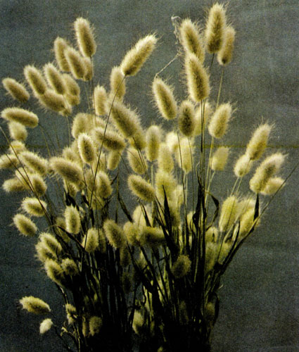 ����� �������� � ���� ���������� (Lagurus ovatus), ������� ������������ ��� ������������ �������� � ����� � ������� �� ������� �������. ����� ��������� ������� ��������� ���� ����� �� ����� ���� 