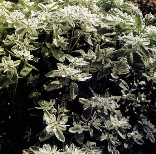 ������� (Euphorbia marginata) � ������������ �������� � ����-�������� �������� � ��������� ������. ��������� � ������ �� 80 ��. � �������� ��� ���������� ���������� ��� ��� ����������� �������� ����� ������ ������ �������� ��������. ������� ������ ������ �� ������ �������� ������, ����� ������ � ������� 