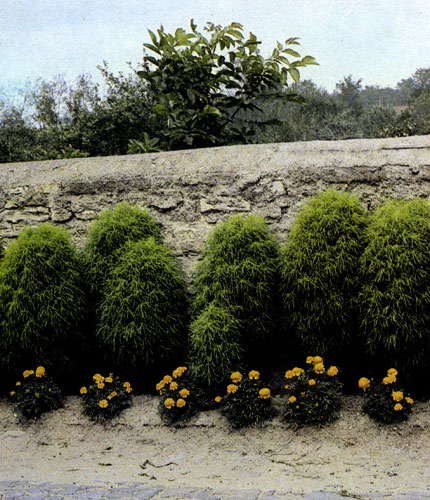 ������� ��������, ������� ������� (Kochia scoparia) ����� � ������ ����� ��������� � �������� ����� �������� ��� ������� ��������� ������� ��� ��� �������������� ��������. �������� ��������������� � �����, ������ �� ����� ������� 