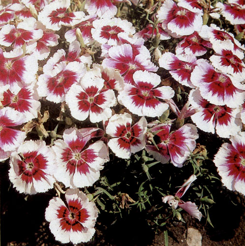�������� ��������� (Dianthus chinensis) ������ ��������� � ���������, �� �������, � ��������, �. �. �����, ��� ����� ������� ����� ������ 