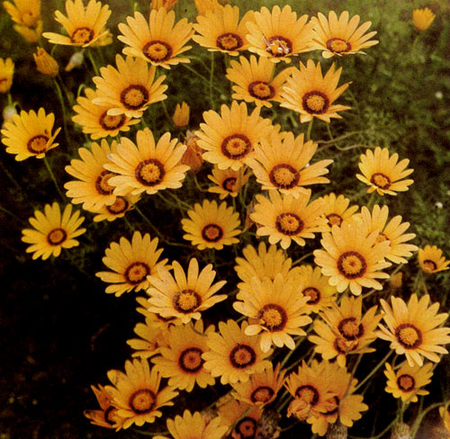 Ursinia anaethoides ��������� � ����� ������ ��������. ������ � ����� ���� ����� ������. ������������������� �������� � ������������ ���������� ����� ��������, ���������� ��� ����������� � ����, � ��� ����� � �� ������ 