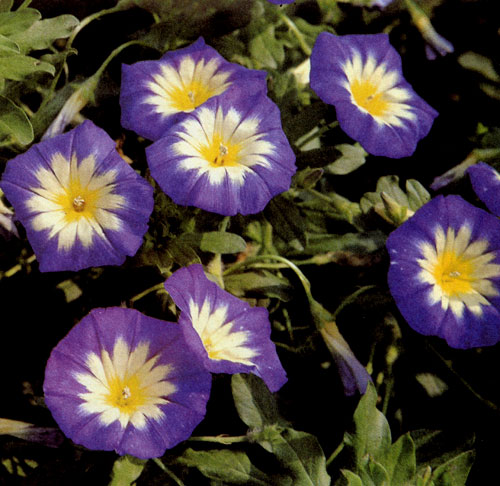 ����������� ������, ���������� ��� ������� ���������� (Convolvulus tricolor), ������� ����� 30 ��, ������������ ����� �� 80 ��. ����� ������� ������������� ������, ������ ����� ����� ����������� ��������. ������ � ���� �� ����� �������. ������ ������������ �����, ����������� � �������������� �����