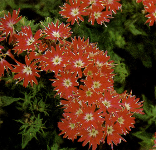 ����� ��������� (Phlox drummondii 'Cuspidata') ��������� � ������ 25 ��. ��� ������ � ���������� � ������� ������������ ���������� ��� ��������������. �������� �������� ��� ����������� � ������. �� ��������������, ����� ��������� ������ � ��������� ������ 