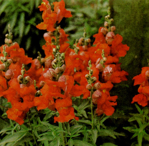 ������� ���, ��� ���������� ������� (Antirrhinum majus), � �������� � ������������� �������� �������. ������� ������������ � ������������ �����. ������� ����� �������� �� ������. �������� ������ �� ������ �������� ���� �� �������� ������� 