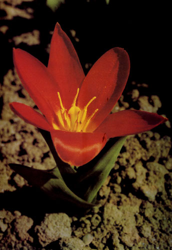 �������� ����� ������ � ���������� ����������� ���� ���������. ���� � Tulipa eichleri ������ ������� � �����, �� � ��� �������� ���������� ���������� �������