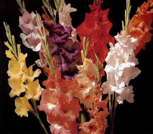 ��������� �������� ����������� � Gladiolus hybridus � �������� ������������� ��� ������ ������. �� ��������� ������ ����� ���� ����-��� ��������� �����, � ���������, ���������� �� ��������, �� � ���� ������ ������ ���������� 