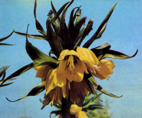 Fritillaria imperialis 'Lutea Maxima' � ��������, ������� ���� ����� �� ������ ���������� �� ���������� �����. �� �������� ���������� ������������� ������� � �������� �������� ��������, ����������� �� ��� ��������