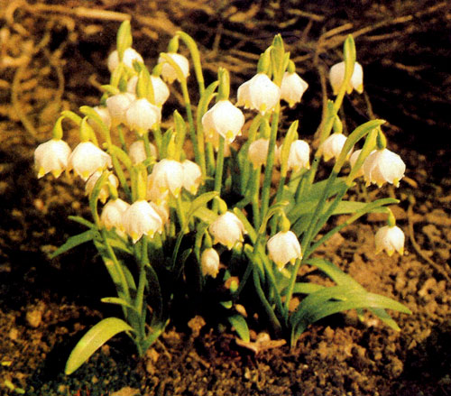 Leucojum vernum � ����������� � ���������������� �������� ���������� ��������, ������� ������ � �����������, �������� ������� ���� ��� ����� �������� ��������� � � ������ ���������� ������. ��������� �������� � ��� ������ 