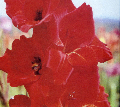Gladiolus hybridus 'Black Jack' ��������� � �������� ������ � �������� �������, ������� �� ����� ������ ����� ���� ����� ���� ��������. ����������� ����� ������������ 