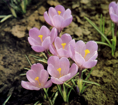  ��� Crocus �������� � ���� ����� 80 ����� ��������� ��������. ������������ ����� ����� �������� �������� ������� ������� �� ������ ���� ����� � Crocus vernus � �. chrysanthus. �� ������ � ���� �� ���������� ������ �. vernus 'Qeen of the Blues' 