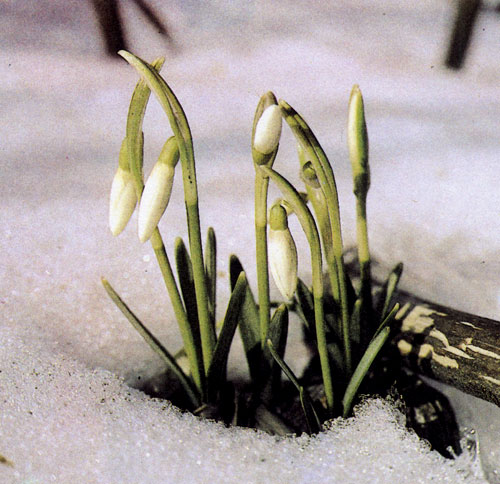  ���������� (Galanthus nivalis) ������ ����������� � ��������, � � ���� �������������� ����� �� ��������� ��������� �����. ������ ������� ��� ���������� ������ � ���� �������� ����� ����, � ����� ������������� � ��������������, ������� ����� ������ �������� ����� 