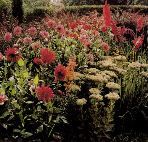 �������� �������� ���������� (Dahlia pinnata) ������������ �� ������ � ����������� �� ����� ��������. �� ������ � ������� ������ �� ��������� ������ ����� ��������, ������������� � ������ �������������