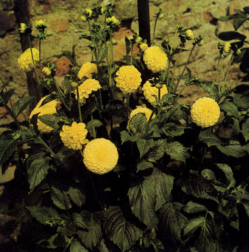  ���� Dahlia pinnata � ������� ������� �� ������ ������������ 