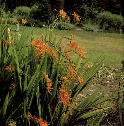 Crocosmia masonorum ������������ � ��������� �������������, � ����� ��� ������. ������ ����� ��������, ����������� �� ���� � �����, ���� ��������� �� ����������� � ���������. �� ����� ����� Crocosmia masonorum ����� ���������� ����������� 3 ���� 
