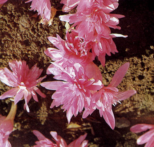 Colchicumx hybridum 'Waterlily' � ���������� �������� �������� �������������, ������� ����� �������� � ���������� � �� ����� �����. ��� �������� ����� ������ � ������� �������, �� �������, ���������� �� ������������ ��������, ������ � ��������� ������ ���� ������ ��������� ������� ������������ ������ ������ 