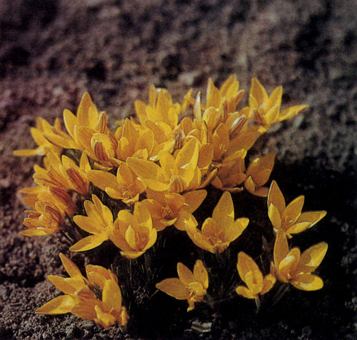 �������������� �������� Crocus chrysanthus ����� ������ � ����-�������, �������� � ������������� �������. ����� ����, ��� ��� ��������, �� ������� �������, ����� ������ �������� ����� �������� ��������� �������� 