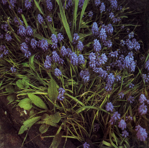 ��� Muscari armeniacum � ��� �������� 'Heavenly Blue' ��������� � ����� �������� ���������� ���������� ��������, ������� ����� ���������� � ������� � �� ����������. �������� �� ������� ����� � ����� ����� �� ����� ����� � ������� ���������� ���