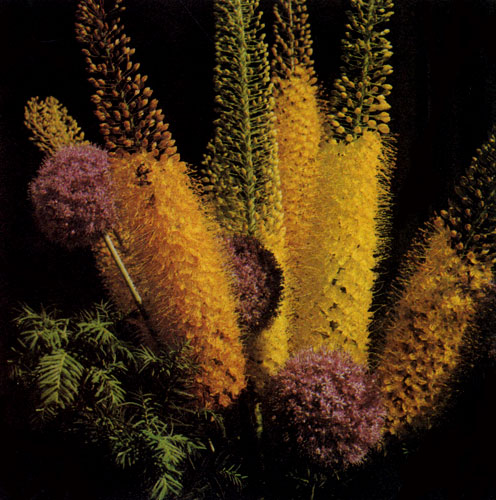  � Eremurus stenophyllusvar. bungei ����� ������ ��� ��������� ��������� ��������. �������� ��������� 120�150 �� � ������. � ��������� � Allium giganteum ��� �������� �������� ����� ���������� �� ������ � ����, �� � � �������������� ���� 
