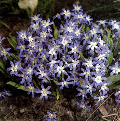 Chionodoxa luciliae � ����������������, ������������ ������� ������������������ ��������. �������� ��� �����������, ��� ������� �� ����� ����� � ��������������. ����� ���� ������������ ��� �������� ������� ����� �������� � ����� ������ �������; ������ ������ �� ��������� ����� � � �������� 