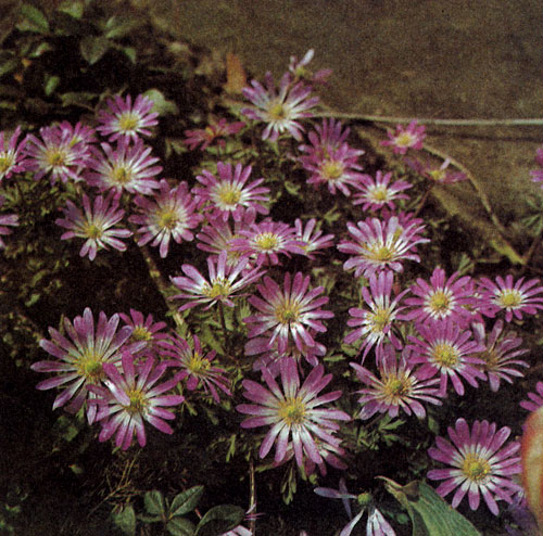  Anemone blanda � ���� �� ������ � �������� �������� �����, ������������ � �����������. ������ �������, ��� ��� ������ ������ �� ������ �������, � ������� �� ���� �������� ������������� �������� �������, ������� ��� ���� ����� ����������. ������, ��� �� ��������� �������, �������� ���� ������������ �����