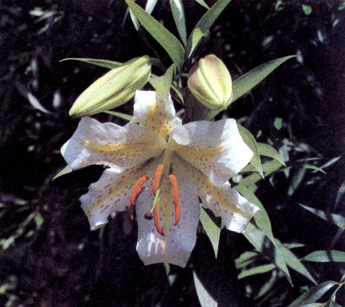 Lilium auratum � �������������� ��� �� ������ ��������� ��������, ����� �������� ������� �������� � ����. ������� ������� �� ����, ��� ����������� ������ ������. ����� ���������� �������� ����������� �������, �� ��� ���������� ��������� ����������� ���������� �������, � � ����� ��������� ����� ���������� ��������, ��� �������� �� �������� ��� ������� �������