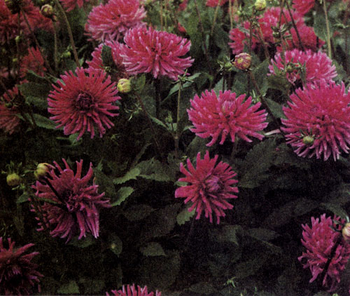 Dahlia pinnata �� ������ ������������� ������� �������� ��� ��������� �������. ����� ������� ��� ����� � � ����, ��� ������ ����� ����������� � ��������� ���� ������������� ������ ��� ������� ������� 