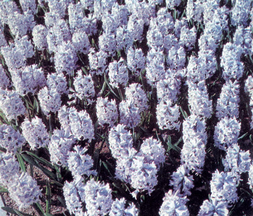 Hyacinthus orientalis 'Delft Blue' ���������� ��� ������� ���������� �������� � ����������� � �� ������� � �������������� � ���������� � ���������� ��������� ����������� �������. �������� �������� � ����� ������� ������ ���� ��������, ���������� �� ������� 
