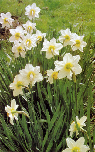 ��� Narcissus ����������� 40 ��������� �����, ������������� � ������������ ��������. � ����� ������� ������� �������� �����, ���������� � ���������� ������������� �����������. �������� ������������ �������� �� ������ � ����������� �� ����� ������. �� ������ ����, ����������� � ������ ��������� � ������� ��������