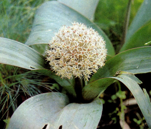 Allium karataviense �������� � ����������, � ���� ����� �������������, � ������������� ������. ���������� ����� �������� ��������� � ��� ������� � ��������� ���������. � ���� �������������� ����� �������� �� ������ ��������� ����� 
