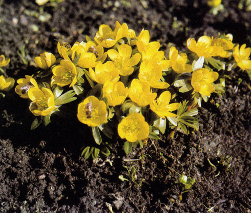 Eranthis hyemalis �������� ����������� � ����� ���� � � ������ �����. ��� ������� �� ��������� �� �� �����, �� �� ������� �������. ��� �������� ����� �������� � � ����-����������; �������� ��� � ��� ������� 