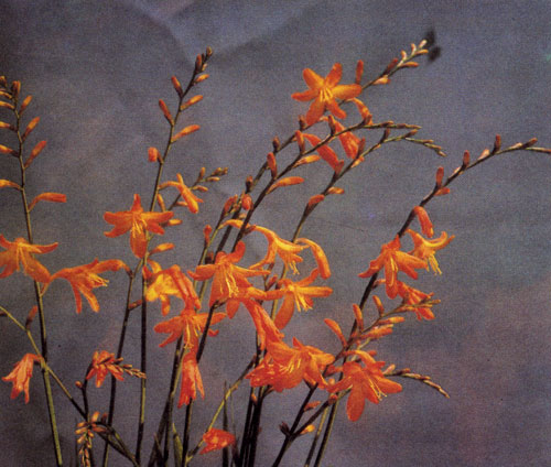 Crocosmia&times;crocosmiiflora ������� �� ����������������� �������� (� ���� � �� ����������). �������� � ����� �������� ���������� �� 15�20 ��������������� ��������� 