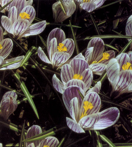 Crocus vernus 'Pickwick' �� ����� �������� ���� 2�4 ������. �� ���� �� �� ��������� � �������, � � ������ ��������� ������� ������������ ���������� ����� 