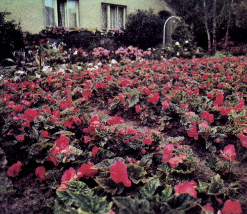 Begonia&times;tuberhybrida �� ������ �Gigantea� ��������� � �������������� ������ � ������ ��������������� ����� � ������ ��������. �� ��������� ��� ���� ���������������� ��������� ������ 