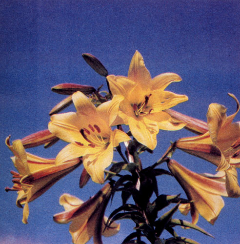 �������� ����� �� ������ ������������ �������� 