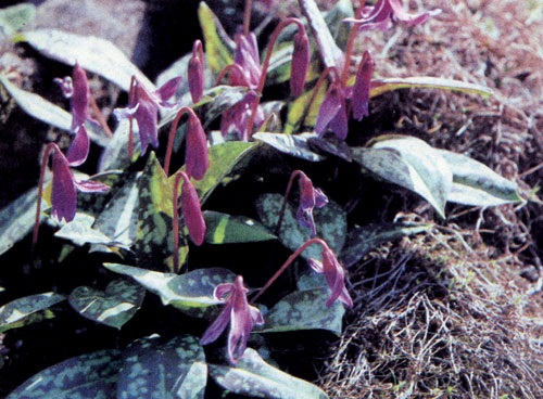 Erythronium dens-canis ���������� �� ������ ��������� �������, �� � ��������. ��� �������� ��������� � ��������, ������ ������������ ���� ����� � ������ ����������� � �������� � ���� ��������� ���� �� ���������� ������� �����. ����� �� ��� �� ��������� ��������� ������ 