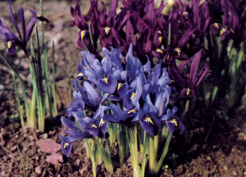 Iris reticulata � ��������� ������ ��������� ��������, ��������� ��� �����������, ����� ������, ����� ������������� � ��� ������� ����� �������. ��� �������� �� ������ ������, ������ � ������ �������������� ����� ����� ��������� ��������� �����. �� ������: ��� �������� ����� �������� � ���������� 'J. S. Dijt' � ����� 'Joyce'